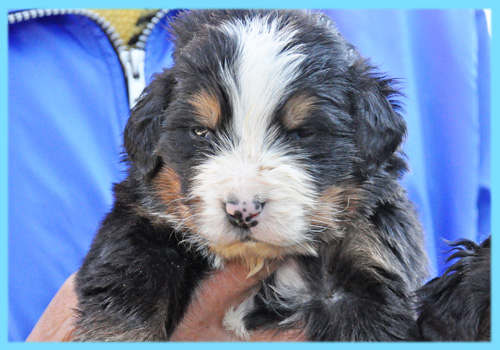 バーニーズマウンテンドッグ　オス　子犬販売の専門店　AngelWan　横浜