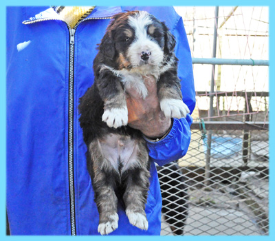 バーニーズマウンテンドッグ　オス　子犬販売の専門店　AngelWan　横浜