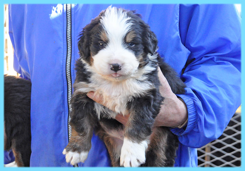 バーニーズマウンテンドッグ　オス　子犬販売の専門店　AngelWan　横浜