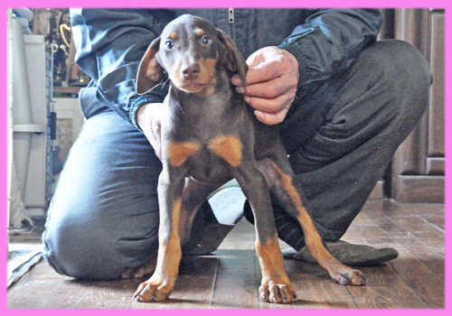 ドーベルマン メス 子犬販売の専門店 AngelWan 横浜