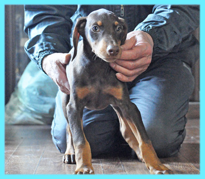 ドーベルマン　オス　子犬販売の専門店　AngelWan　横浜