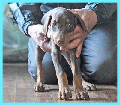 ドーベルマン　オス　子犬販売の専門店　AngelWan　横浜