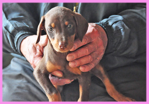 ドーベルマン チョコレートタン メス 子犬販売の専門店 AngelWan 横浜