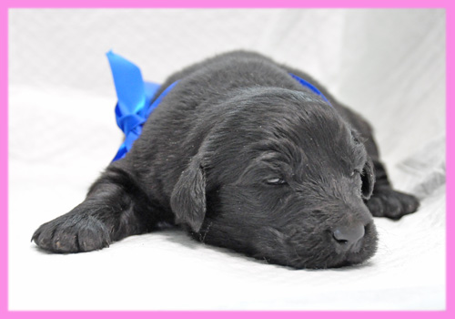 フラットコーテッドレトリバー メス 子犬販売の専門店 AngelWan 横浜