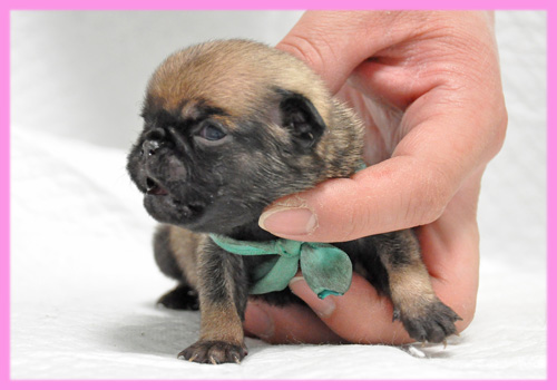 パグ　フォーン　メス　子犬販売の専門店　AngelWan　横浜