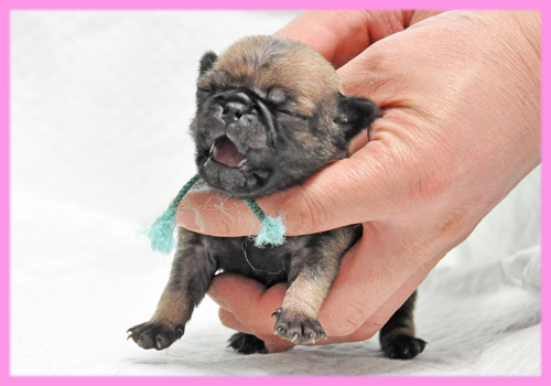 パグ　フォーン　メス　子犬販売の専門店　AngelWan　横浜