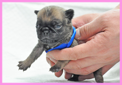 パグ フォーン メス 子犬販売の専門店 AngelWan 横浜