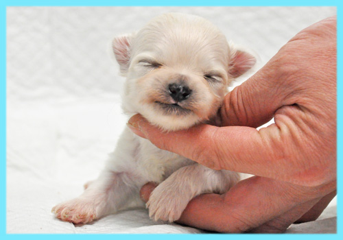 ミックス　シーズー　チワワ　オス　子犬販売の専門店　AngelWan　横浜