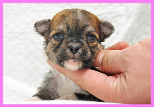 ミックス　シーズー　チワワ　メス　子犬販売の専門店　AngelWan　横浜