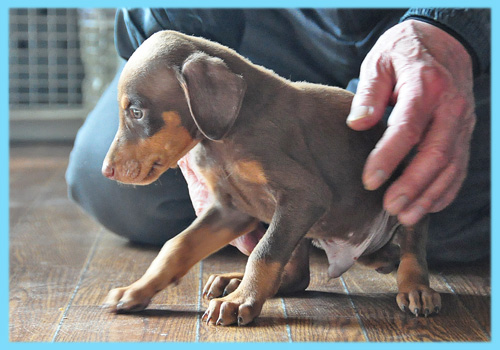 ドーベルマン　チョコレートタン　オス　子犬販売の専門店　AngelWan　横浜