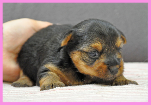 ヨークシャーテリア　メス　子犬販売の専門店　AngelWan　横浜