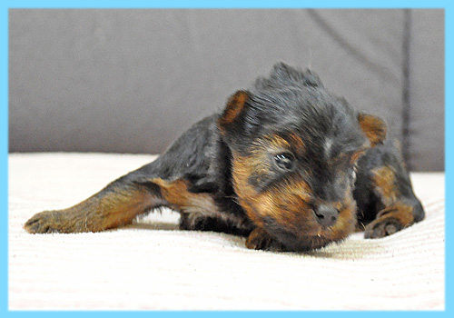 ヨークシャーテリア　オス　子犬販売の専門店　AngelWan　横浜