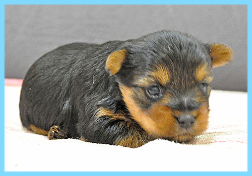 ヨークシャーテリア オス 子犬販売の専門店 AngelWan 横浜