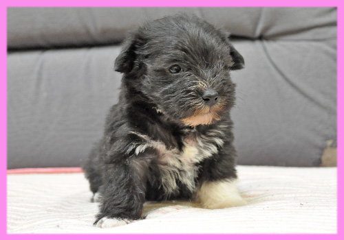 ヨークシャーテリア　メス　子犬販売の専門店　AngelWan　横浜
