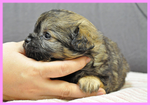 ミックス チワワ トイプードル フォーン メス 子犬販売の専門店 AngelWan 横浜