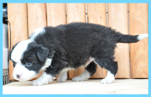 ボーダーコリー　ブラック＆ホワイト　オス　子犬販売の専門店　AngelWan　横浜