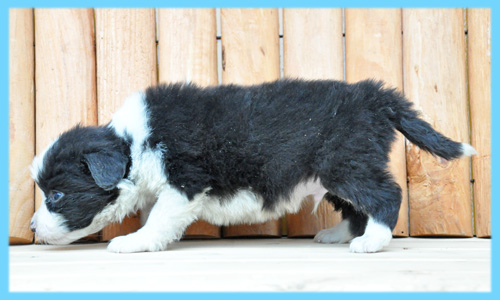 ボーダーコリー　ブラック＆ホワイト　オス　子犬販売の専門店　AngelWan　横浜