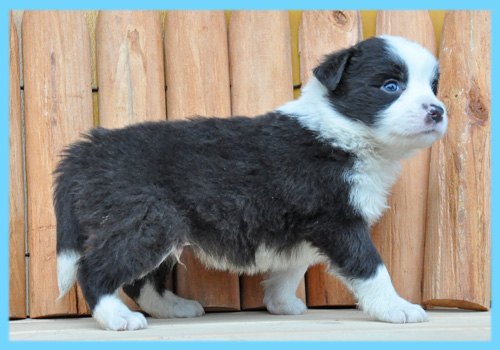 ボーダーコリー　ブラック＆ホワイト　オス　子犬販売の専門店　AngelWan　横浜