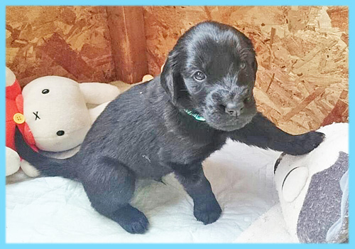 フラットコーテッドレトリバー　ブラック　オス　子犬販売の専門店　AngelWan　横浜