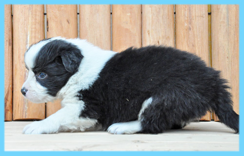 ボーダーコリー ブラック&ホワイト オス 子犬販売の専門店 AngelWan 横浜