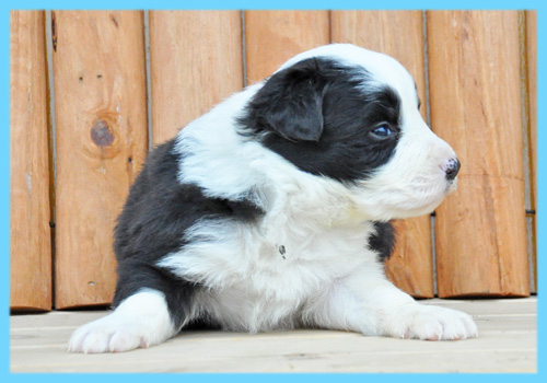 ボーダーコリー ブラック&ホワイト オス 子犬販売の専門店 AngelWan 横浜