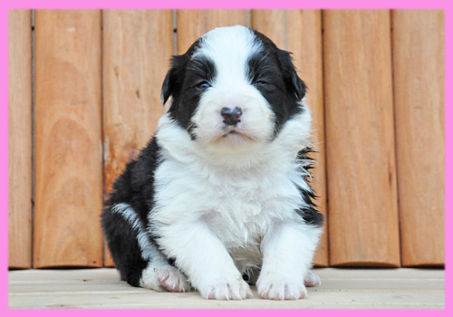 ボーダーコリー　ブラック＆ホワイト　メス　子犬販売の専門店　AngelWan　横浜