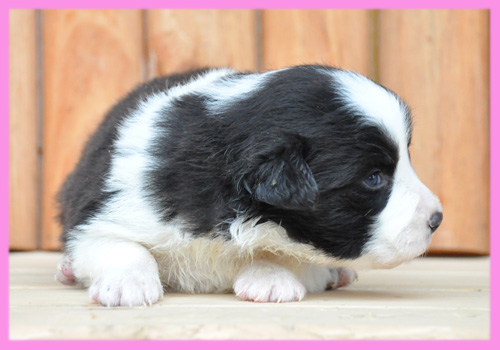 ボーダーコリー　ブラック＆ホワイト　メス　子犬販売の専門店　AngelWan　横浜