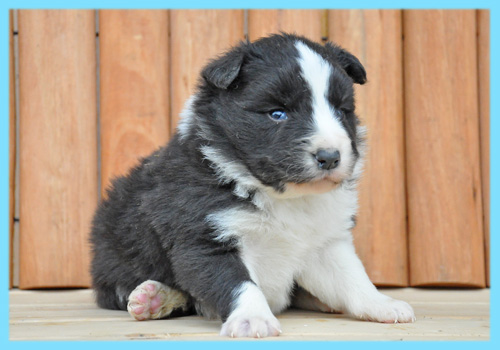ボーダーコリー　ブラック＆ホワイト　オス　子犬販売の専門店　AngelWan　横浜