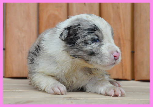 ボーダーコリー　ブルーマール　メス　子犬販売の専門店　AngelWan　横浜