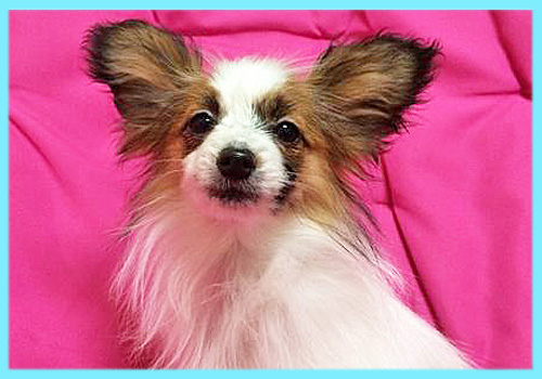 パピヨン　オス　子犬販売の専門店　AngelWan　横浜