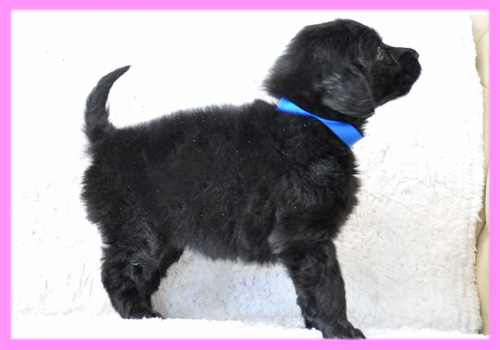 フラットコーテッドレトリバー ブラック メス 子犬販売の専門店 AngelWan 横浜