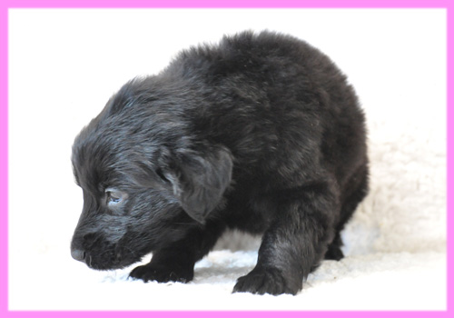 フラットコーテッドレトリバー　ブラック　メス　子犬販売の専門店　AngelWan　横浜