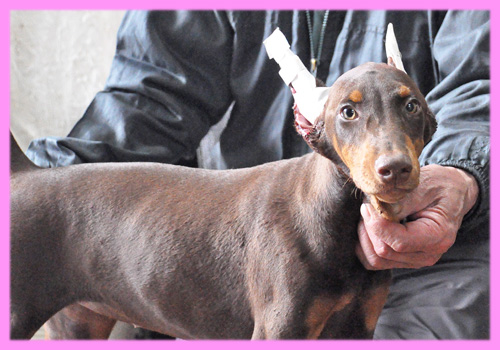 ドーベルマン チョコレートタン メス 子犬販売の専門店 AngelWan 横浜