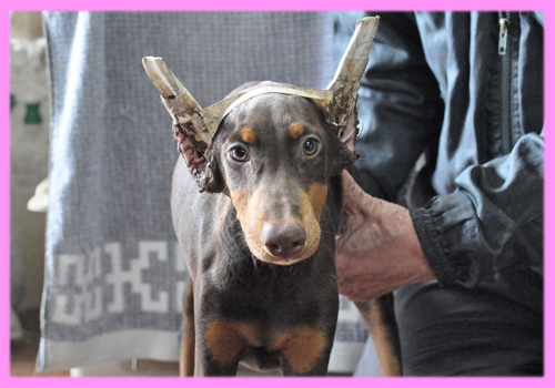 ドーベルマン チョコレートタン メス 子犬販売の専門店 AngelWan 横浜