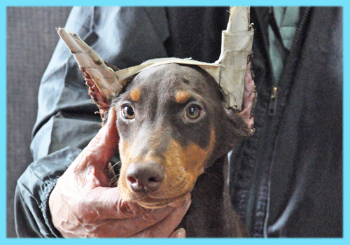 ドーベルマン　チョコレートタン　オス　子犬販売の専門店　AngelWan　横浜