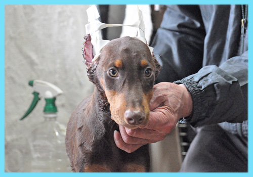 ドーベルマン　チョコレートタン　オス　子犬販売の専門店　AngelWan　横浜