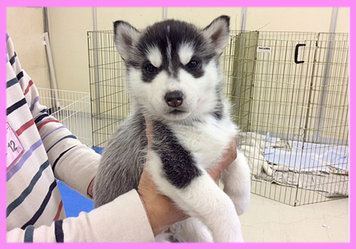 シベリアンハスキー　ブラック＆ホワイト　メス　子犬販売の専門店　AngelWan　横浜