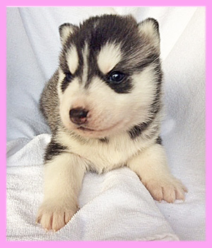 シベリアンハスキー　ブラック＆ホワイト　メス　子犬販売の専門店　AngelWan　横浜