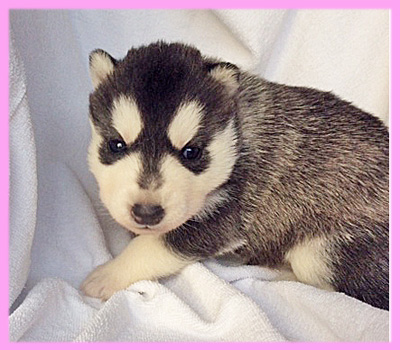 シベリアンハスキー　ブラック＆ホワイト　メス　子犬販売の専門店　AngelWan　横浜
