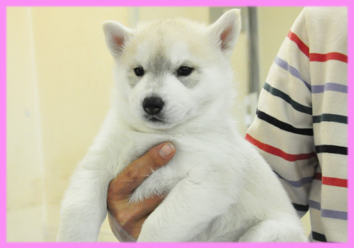 シベリアンハスキー　シルバー＆ホワイト　メス　子犬販売の専門店　AngelWan　横浜