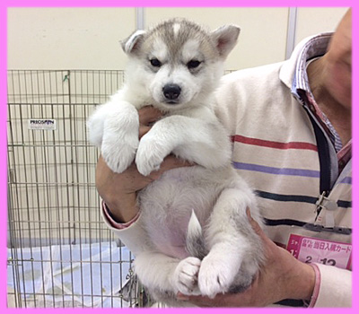 シベリアンハスキー シルバー&ホワイト メス 子犬販売の専門店 AngelWan 横浜