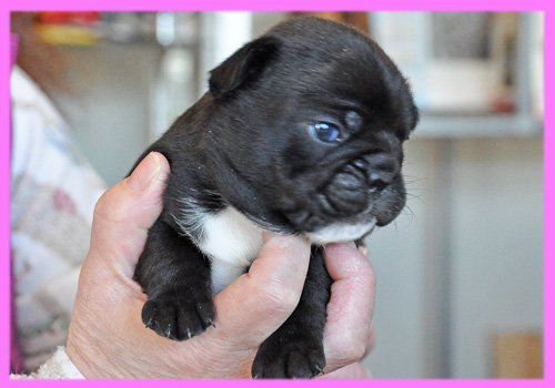フレンチブルドッグ ダークブリンドル メス 子犬販売の専門店 AngelWan 横浜