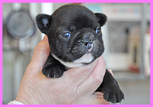 フレンチブルドッグ ダークブリンドル メス 子犬販売の専門店 AngelWan 横浜