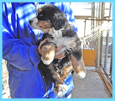 バーニーズマウンテンドッグ　オス　子犬販売の専門店　AngelWan　横浜
