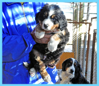 バーニーズマウンテンドッグ　オス　子犬販売の専門店　AngelWan　横浜