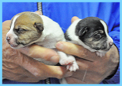 ジャックラッセルテリア　オス　子犬販売の専門店　AngelWan　横浜
