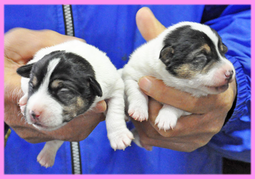ジャックラッセルテリア　メス　子犬販売の専門店　AngelWan　横浜