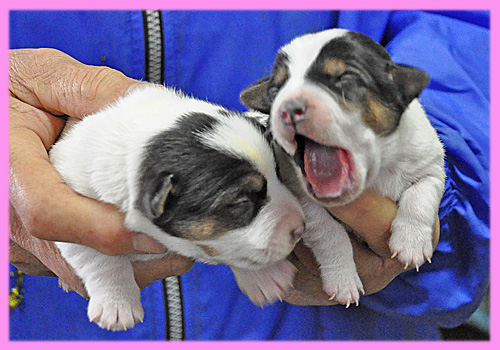 ジャックラッセルテリア　メス　子犬販売の専門店　AngelWan　横浜