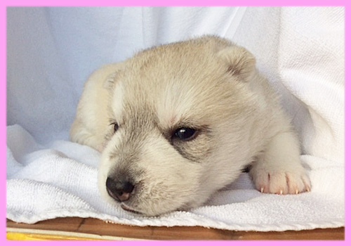 シベリアンハスキー　シルバー＆ホワイト　メス　子犬販売の専門店　AngelWan　横浜