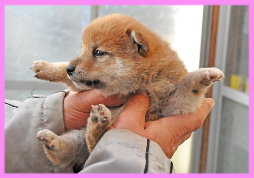 柴犬 赤 メス 子犬販売の専門店 AngelWan 横浜